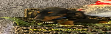 Miniature Dachshund Puppy 3