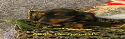 Miniature Dachshund dogs for sale: Miniature Dachshund Puppy 3 - Ad 1