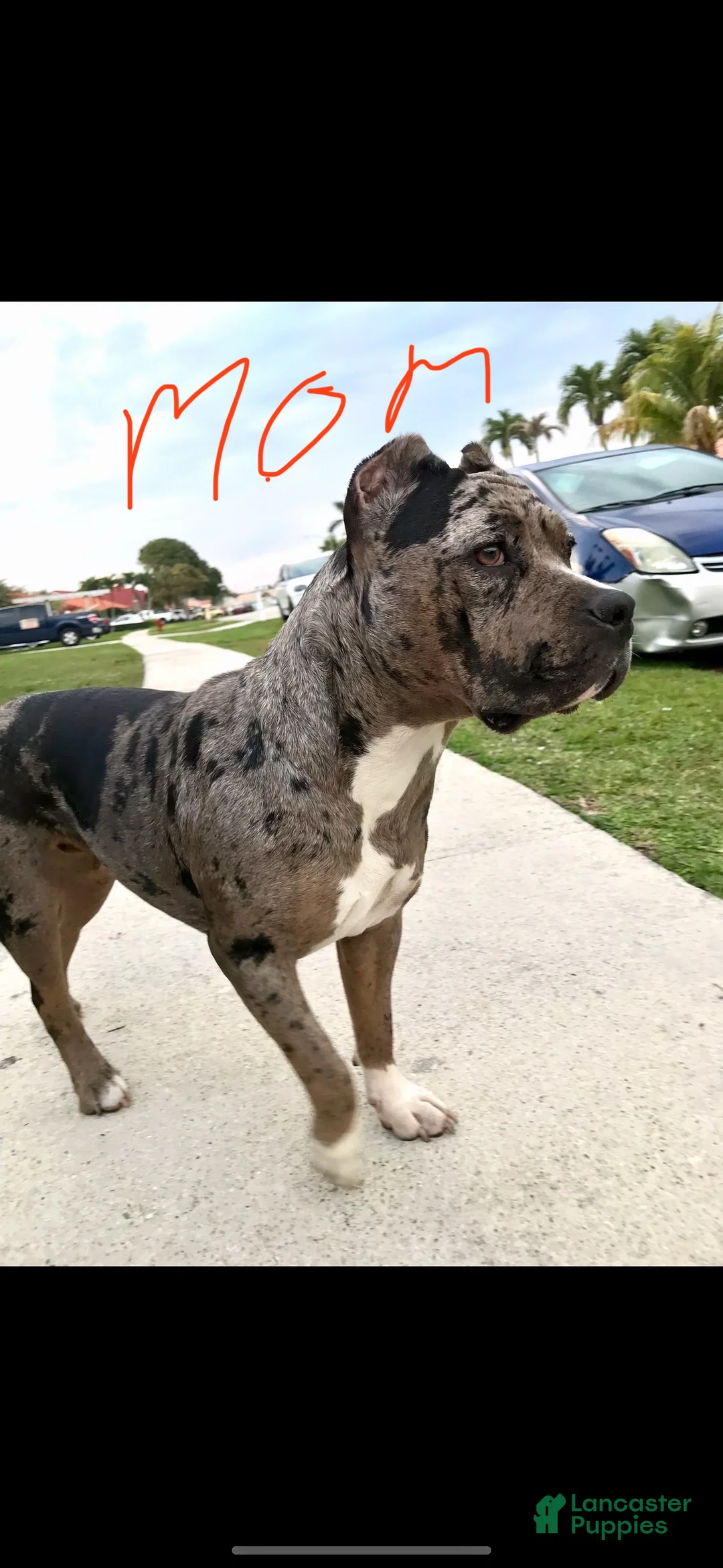 American Bully dogs for sale: American Bully Puppy 5 - Ad 2