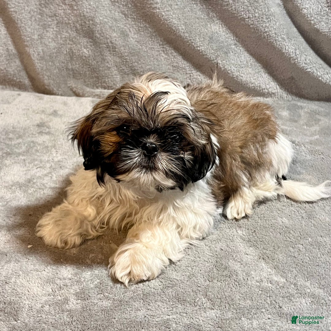 Shih Tzu dogs for sale: Mickey - Ad 5