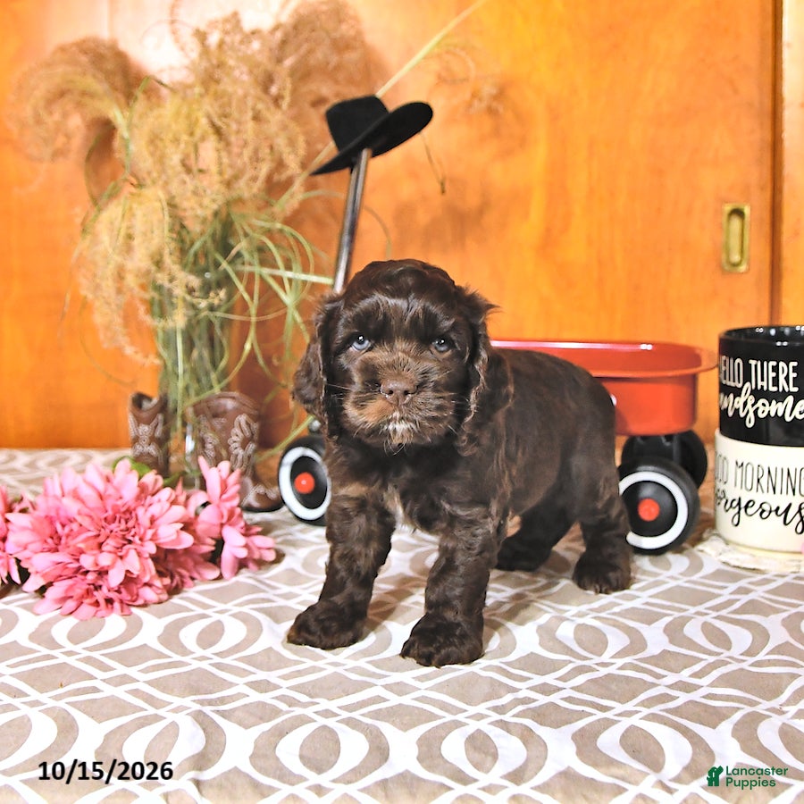Cocker Spaniel dogs Raylyn - Ad 2