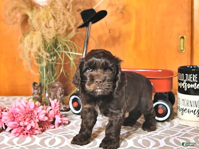 Cocker Spaniel dogs Raylyn - Ad 2