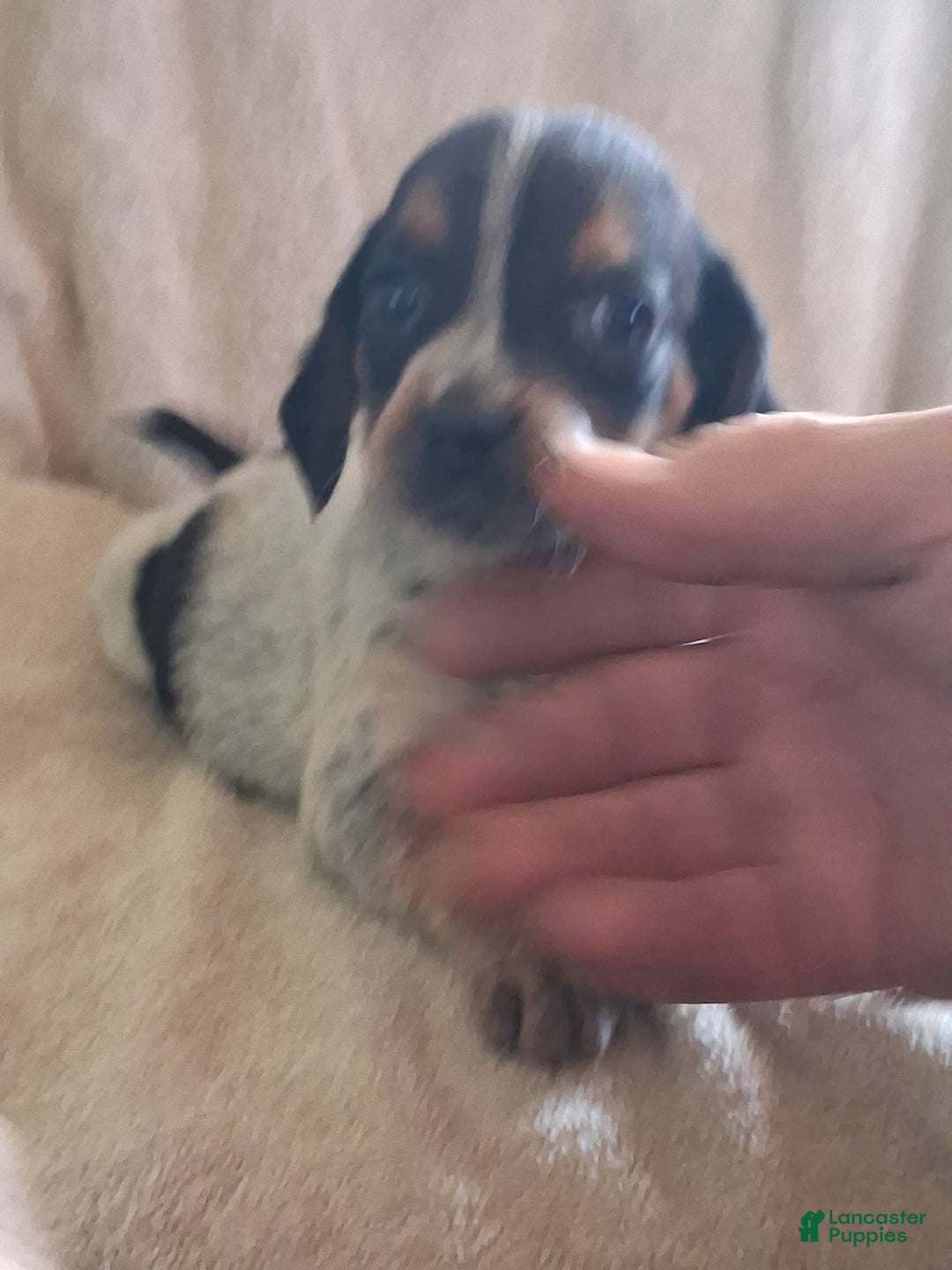 Mixed Breed dogs for sale: Remmy  - Ad 1