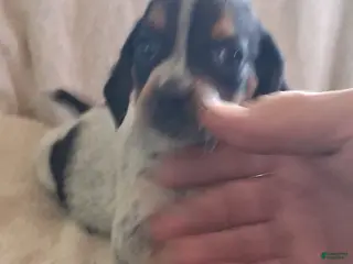 Mixed Breed dogs Remmy - Ad 33