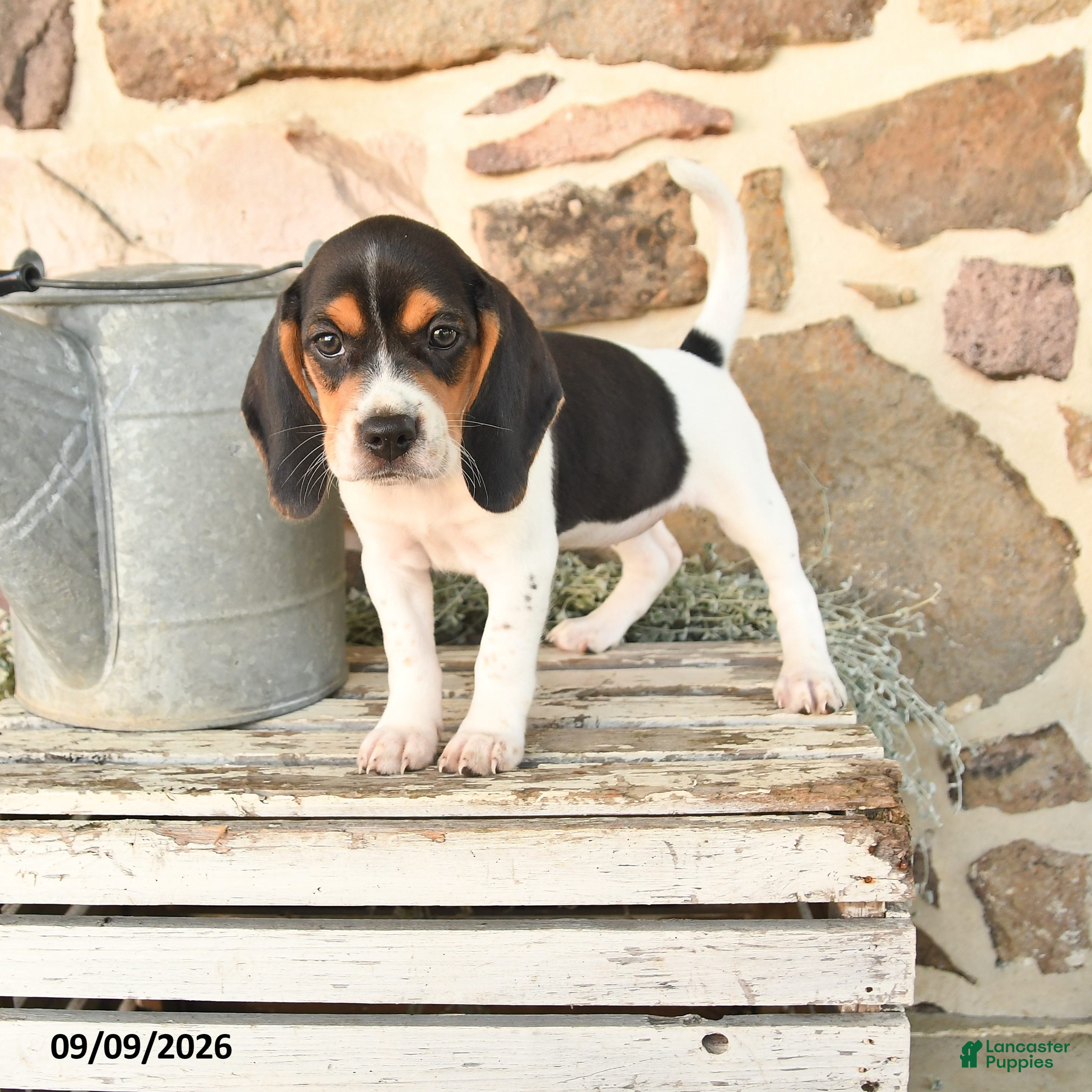 Beagle dogs Molly - Ad 1