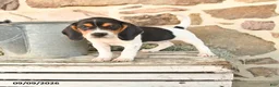Beagle dogs for sale: Molly - Ad 1