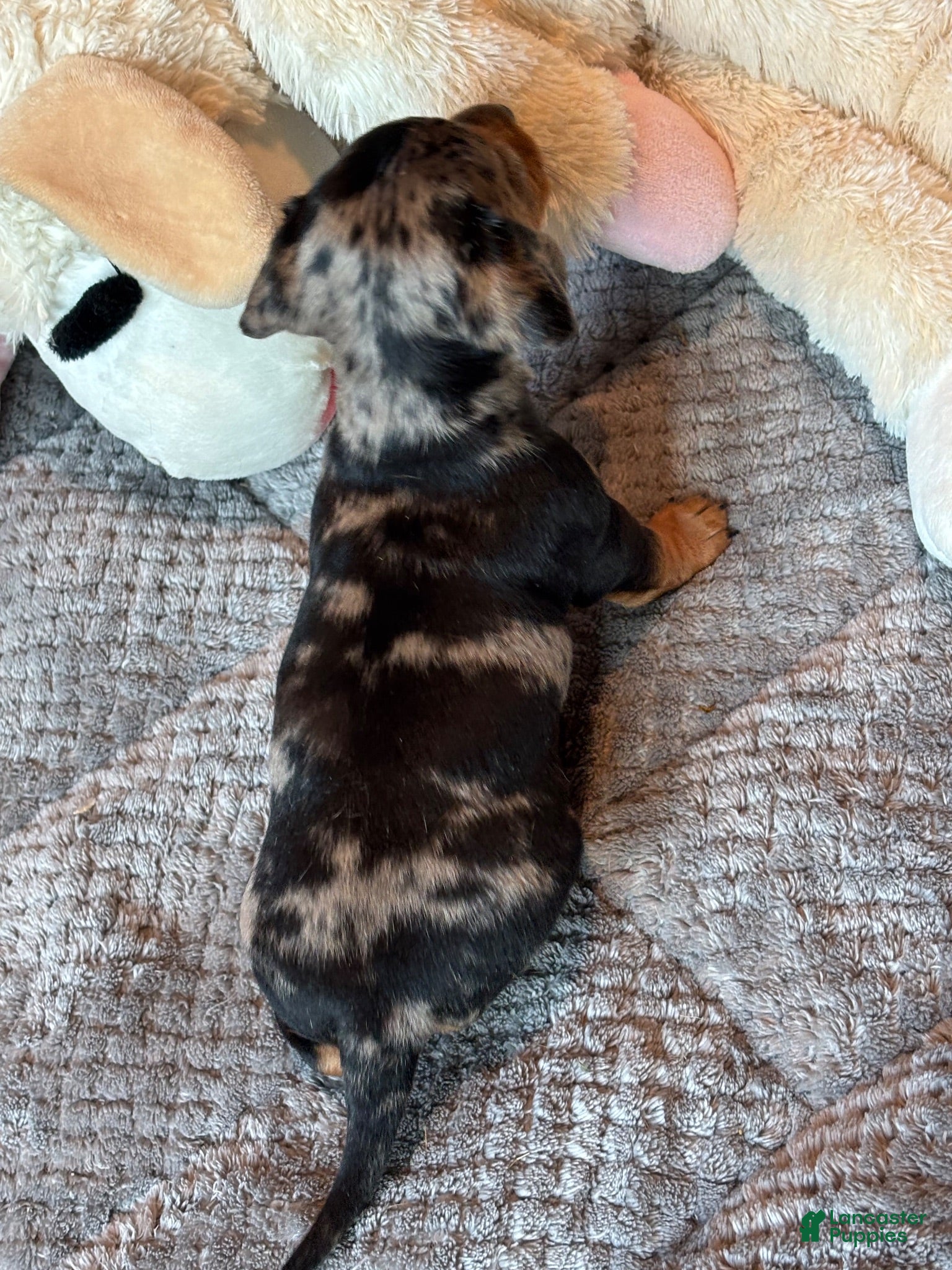 Dachshund dogs Dachshund 1 - Ad 2