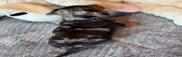 Dachshund dogs for sale: Dachshund 1 - Ad 2