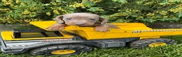 Miniature Dachshund dogs for sale: Briggs - Ad 3