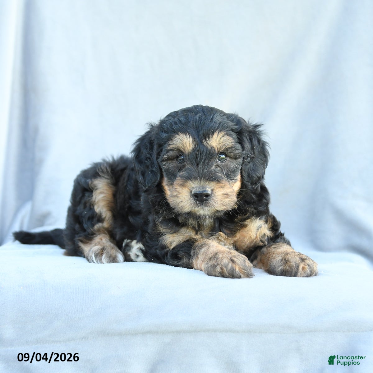 Mini Bernedoodle dogs Miles - Ad 2