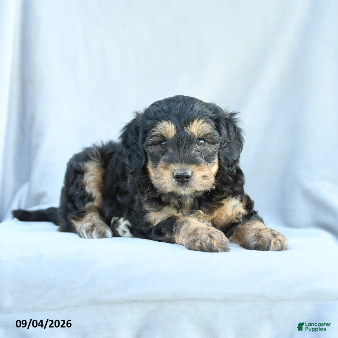 Mini Bernedoodle dogs for sale: Miles - Ad 2