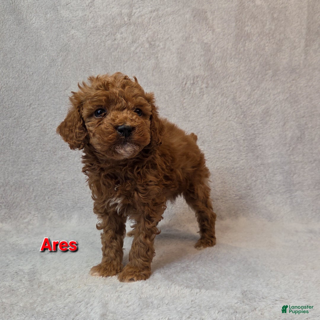 Miniature Poodle dogs for sale: Ares - Ad 5