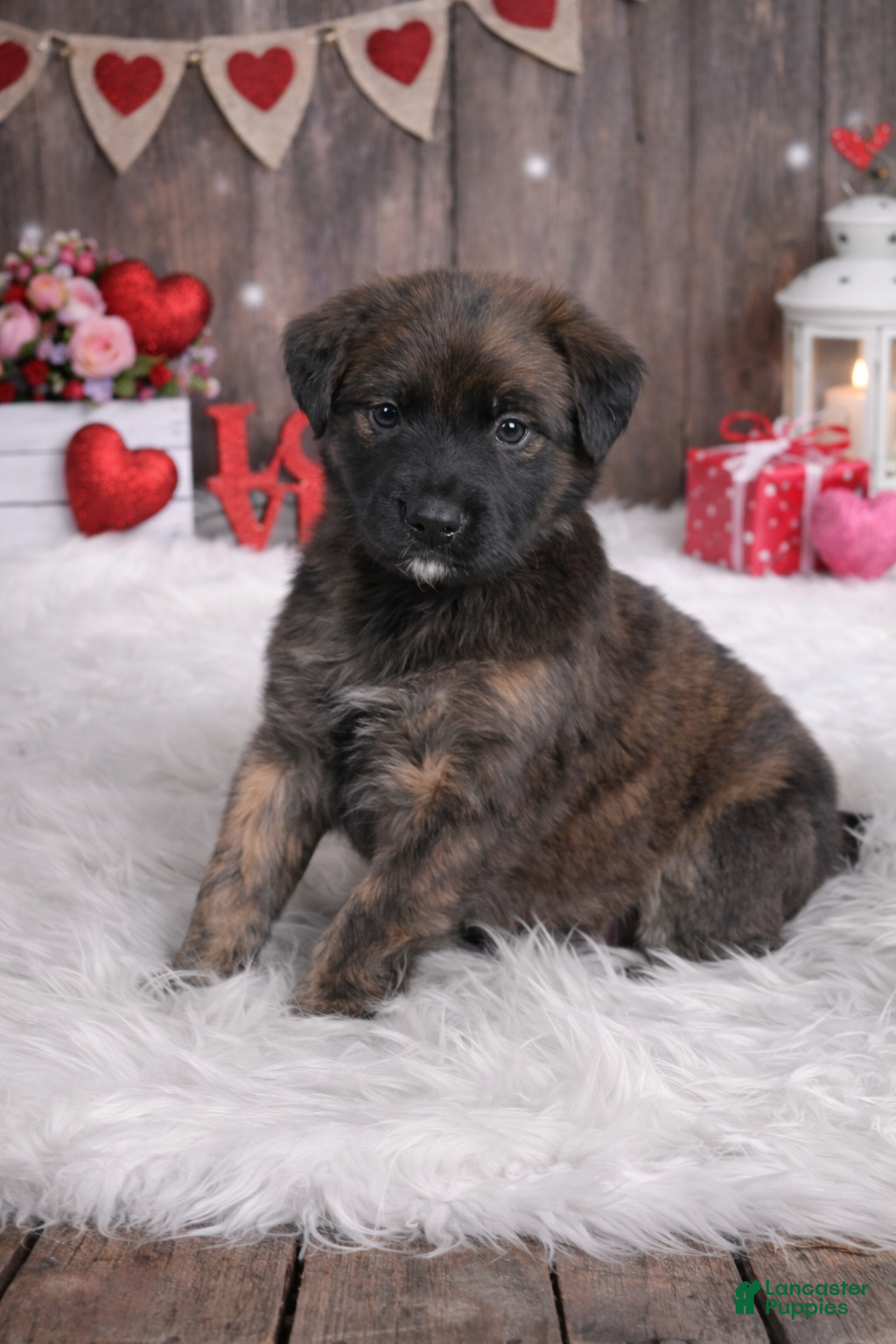 Mixed Breed dogs Pepper - Ad 16