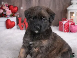 Mixed Breed dogs Pepper - Ad 16