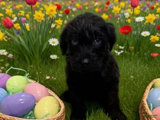 Goldendoodle dogs Goldendoodle Puppy 10 yellow - Ad 22