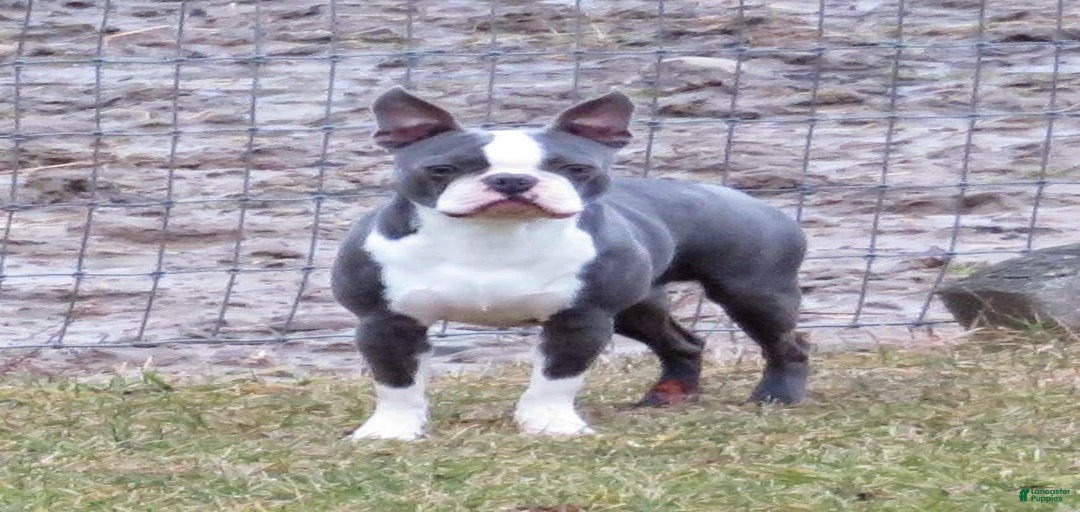 Gallery Image {{count}}