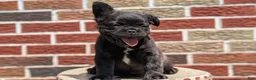 French Bulldog dogs for sale: Emmy - Ad 9