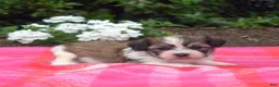 Teddy Bear dogs for sale: Monkey - Ad 4