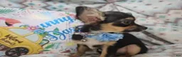 Chihuahua dogs for sale: Foxx LH Tri-Color - Ad 4