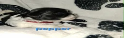 Shih Tzu dogs for sale: Pepper - Ad 3