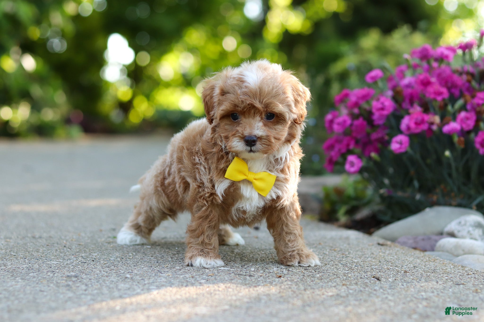 Cavapoo dogs for sale: Brady - Ad 10