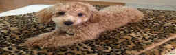 Miniature Poodle dogs for sale: Miniature Poodle Puppy 2 - Ad 4
