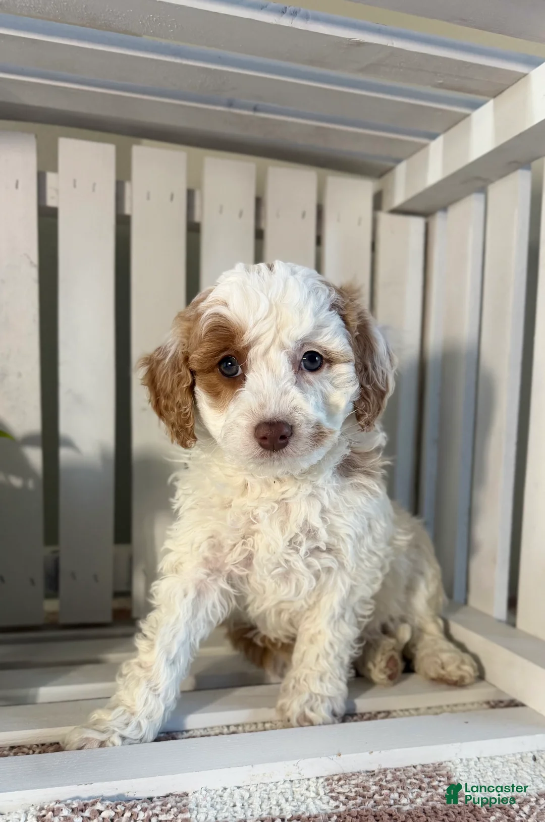 Cavapoo dogs for sale: Paige - Ad 1