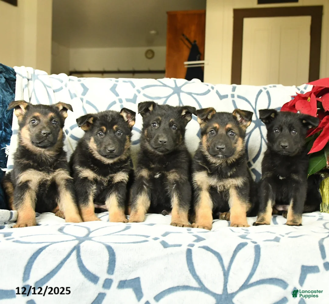 German Shepherd dogs for sale: Cookie - Ad 3