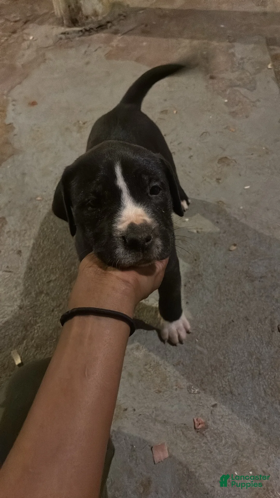 American Pit Bull Terrier dogs for sale: Todo - Ad 2