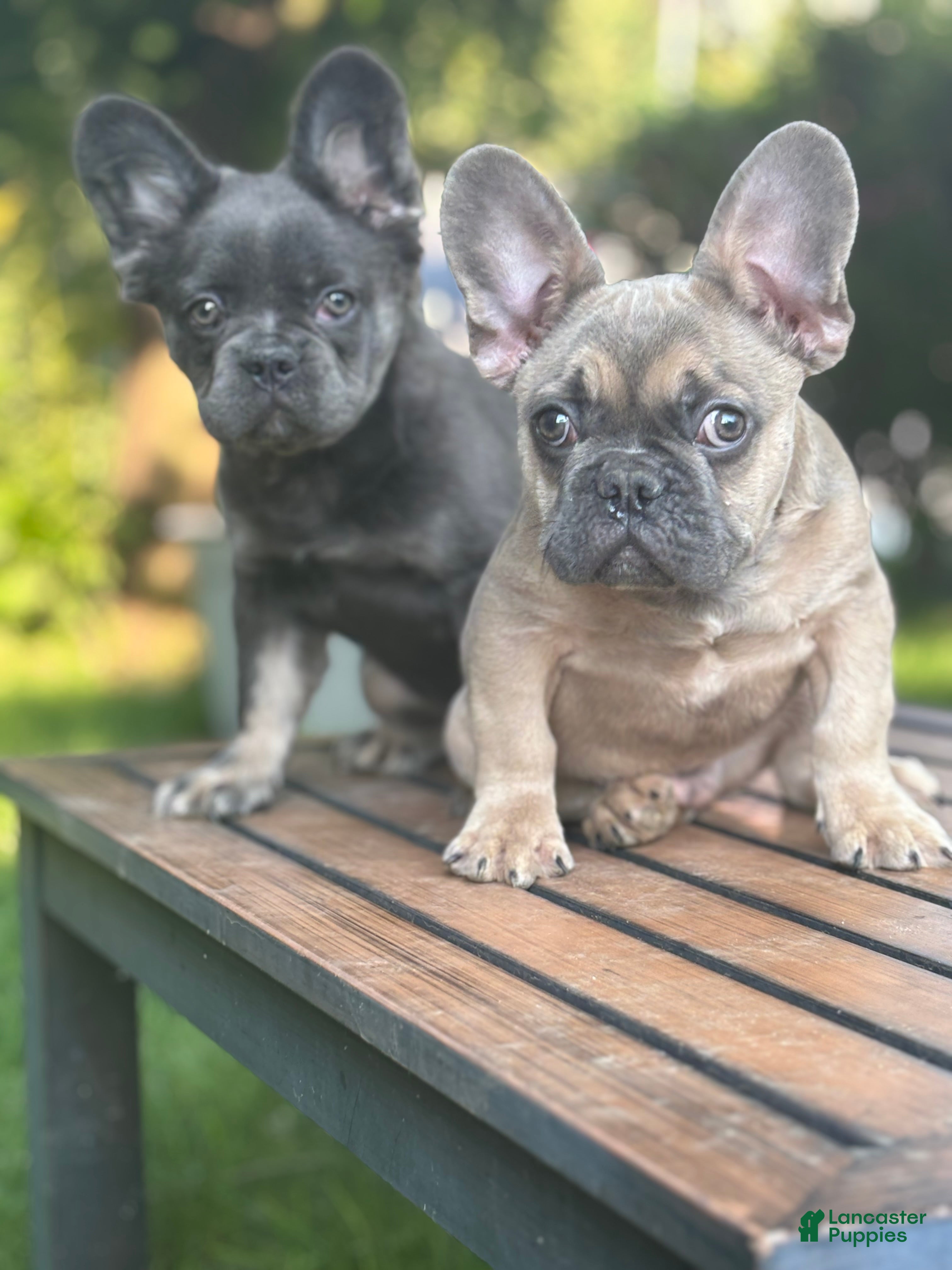 French Bulldog dogs for sale: French Bulldog 4 - Ad 3