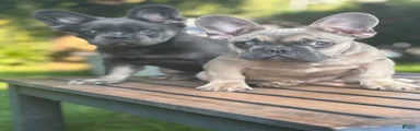 French Bulldog 4