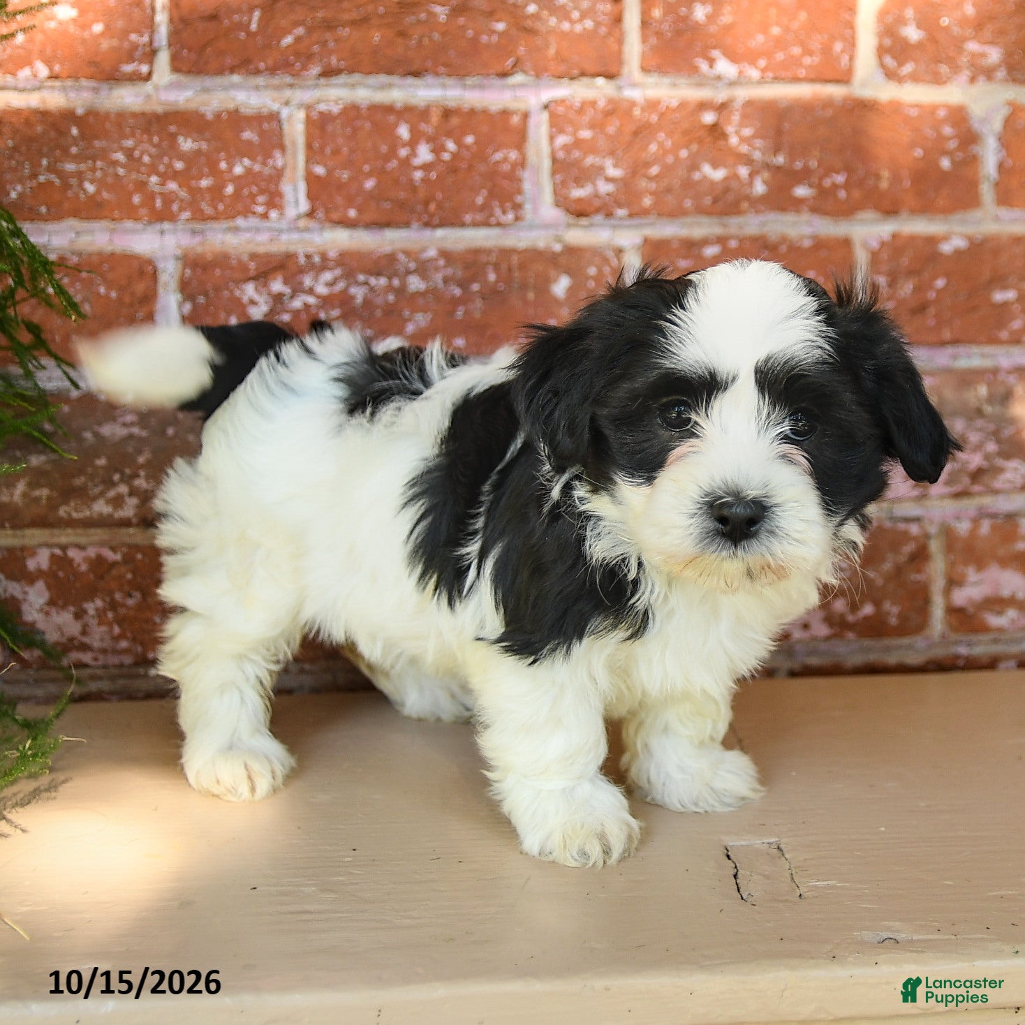 Havanese dogs Lilly - Ad 2