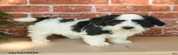 Havanese dogs for sale: Lilly - Ad 2