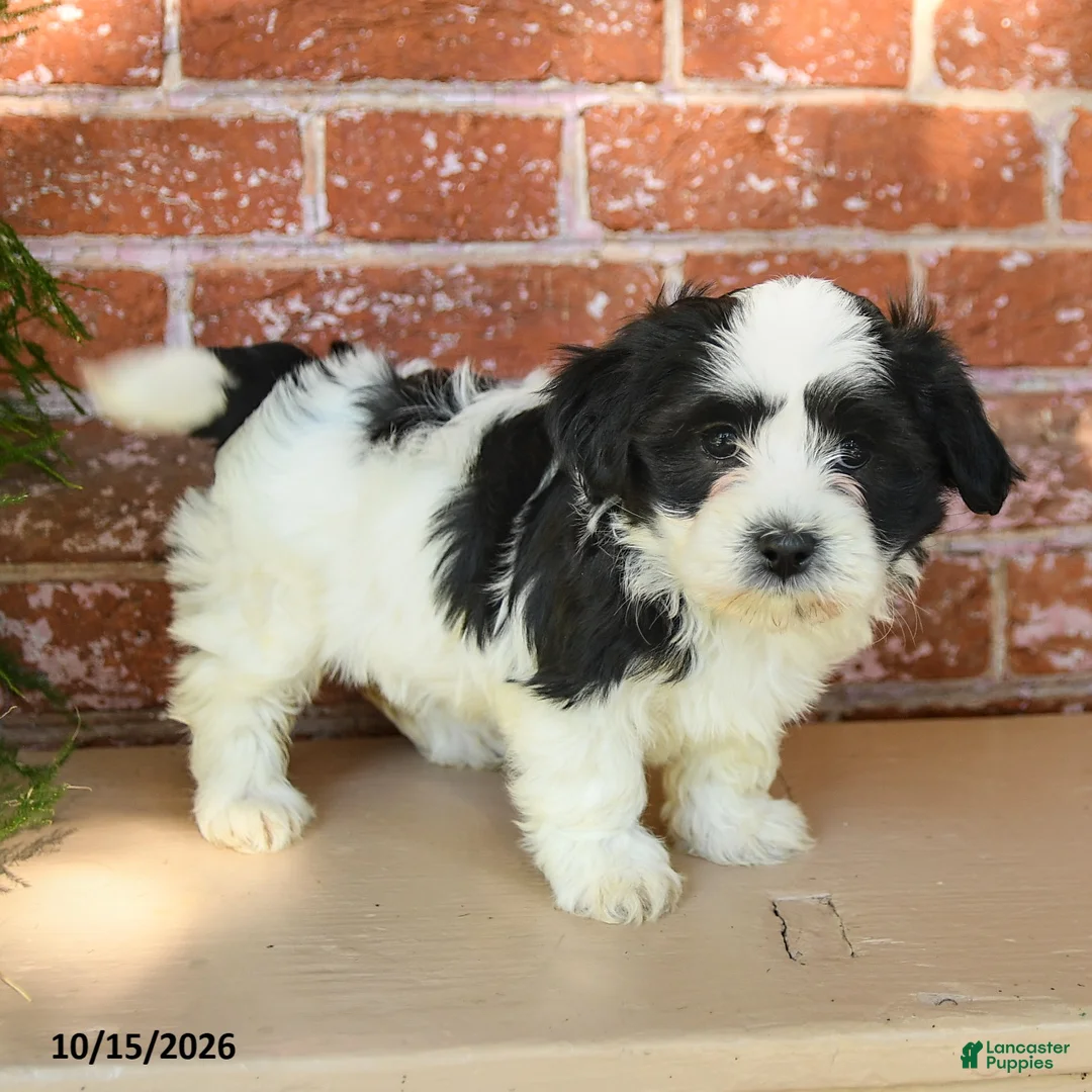 Havanese dogs for sale: Lilly - Ad 2