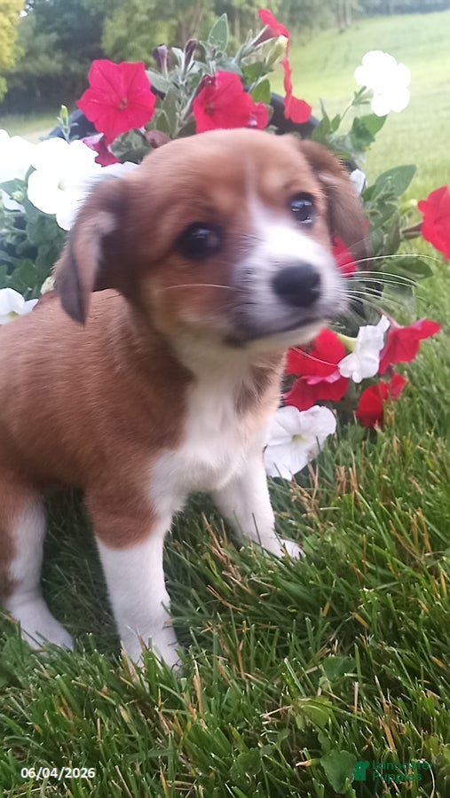 Mixed Breed dogs for sale: Shirley - Ad 3