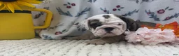 English Bulldog dogs for sale: Ryan - Ad 3