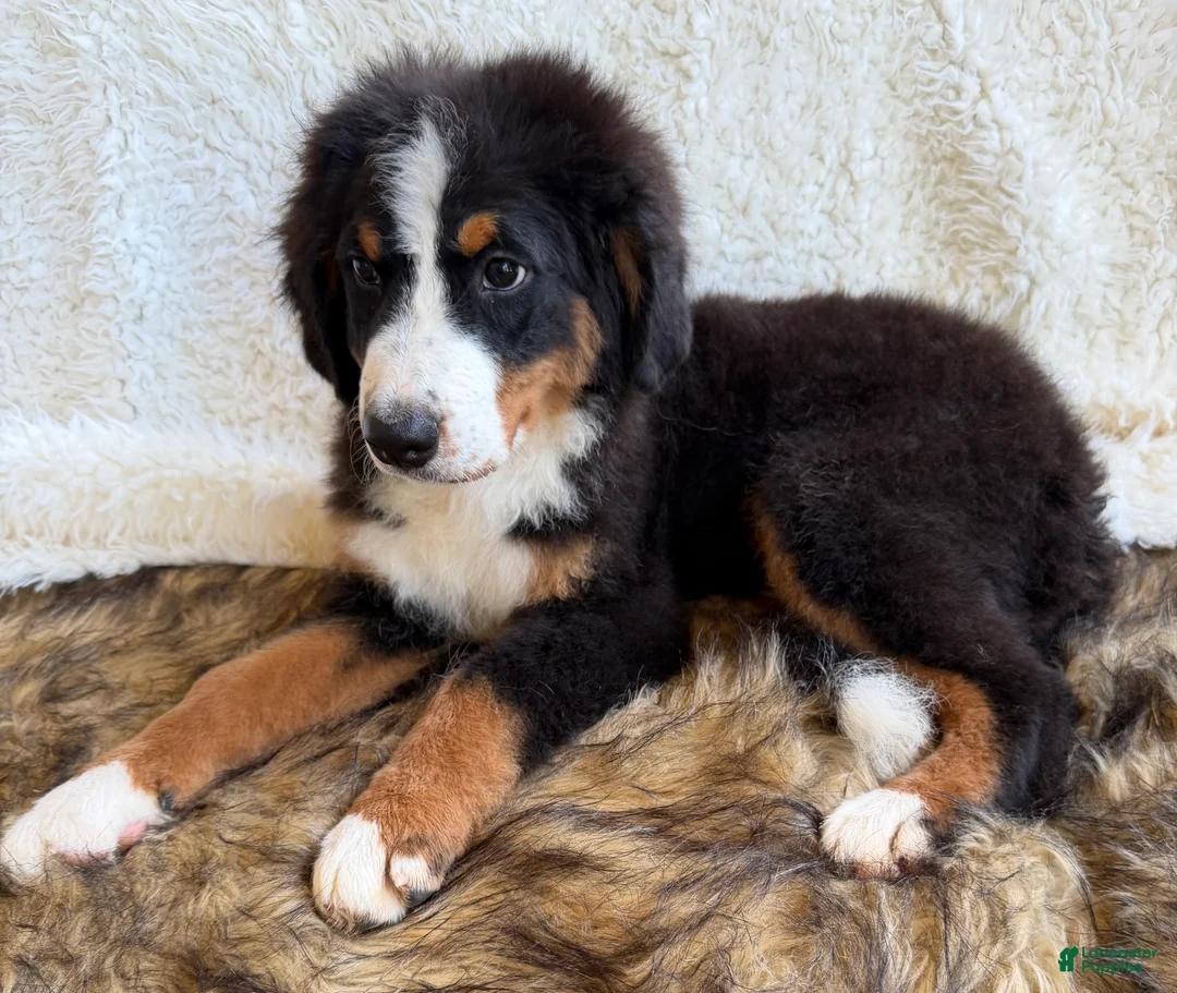 Bernedoodle dogs for sale: Cooper ❤️ - Ad 2