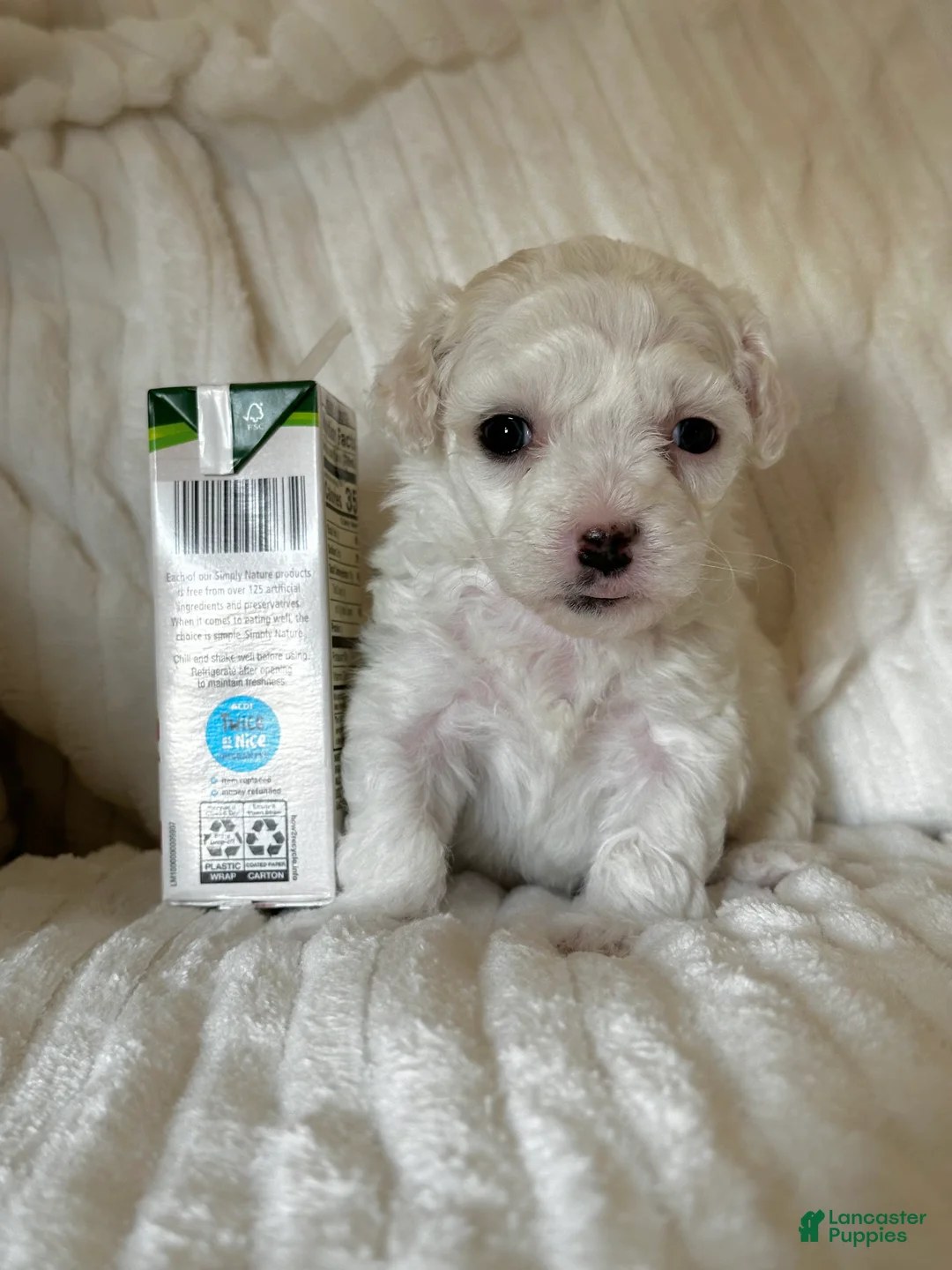 Mixed Breed dogs for sale: Rosey - Ad 1