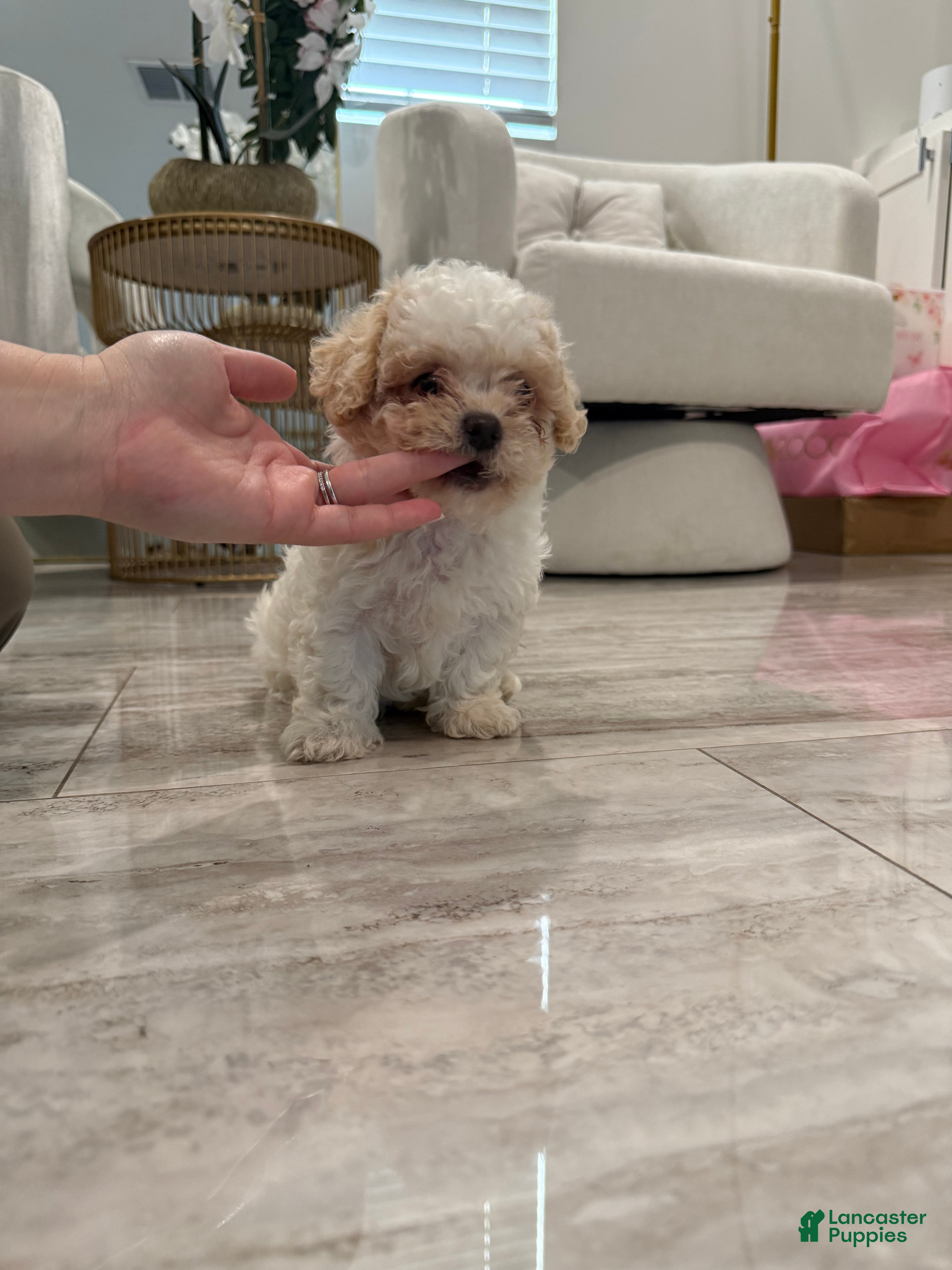 Maltipoo dogs for sale: Maltipoo Puppy 3 - Ad 2