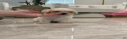 Maltipoo dogs for sale: Maltipoo Puppy 3 - Ad 1