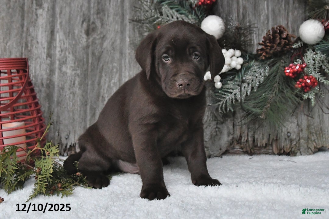 Labrador Retriever dogs for sale: Clifford - Ad 1