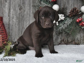Labrador Retriever dogs Clifford - Ad 37