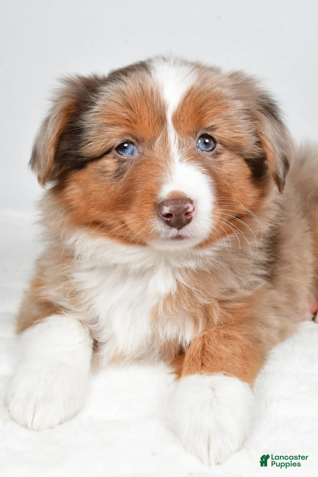 Miniature Australian Shepherd dogs for sale: Rose - Ad 7