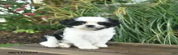 Mixed Breed dogs for sale: Merry  - Ad 2