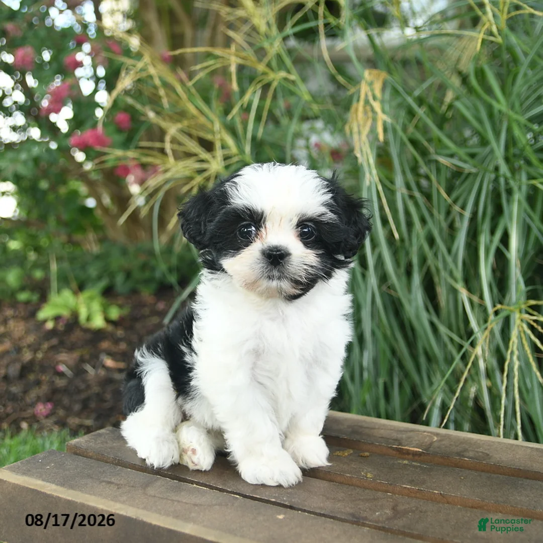 Mixed Breed dogs for sale: Merry  - Ad 2