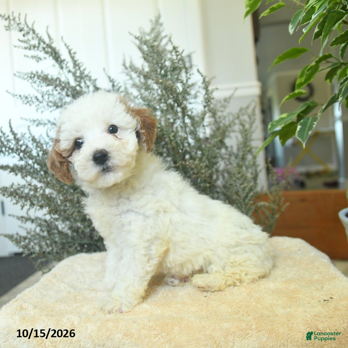 Miniature Poodle dogs Melanie - Ad 2
