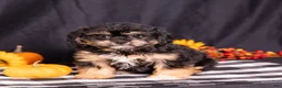 Teddy Bear dogs for sale: Ellen - Ad 4
