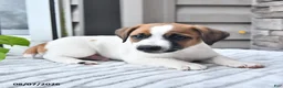 Jack Russell Terrier dogs for sale: Sparky - Ad 3