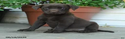 Labrador Retriever dogs for sale: Pete - Ad 4