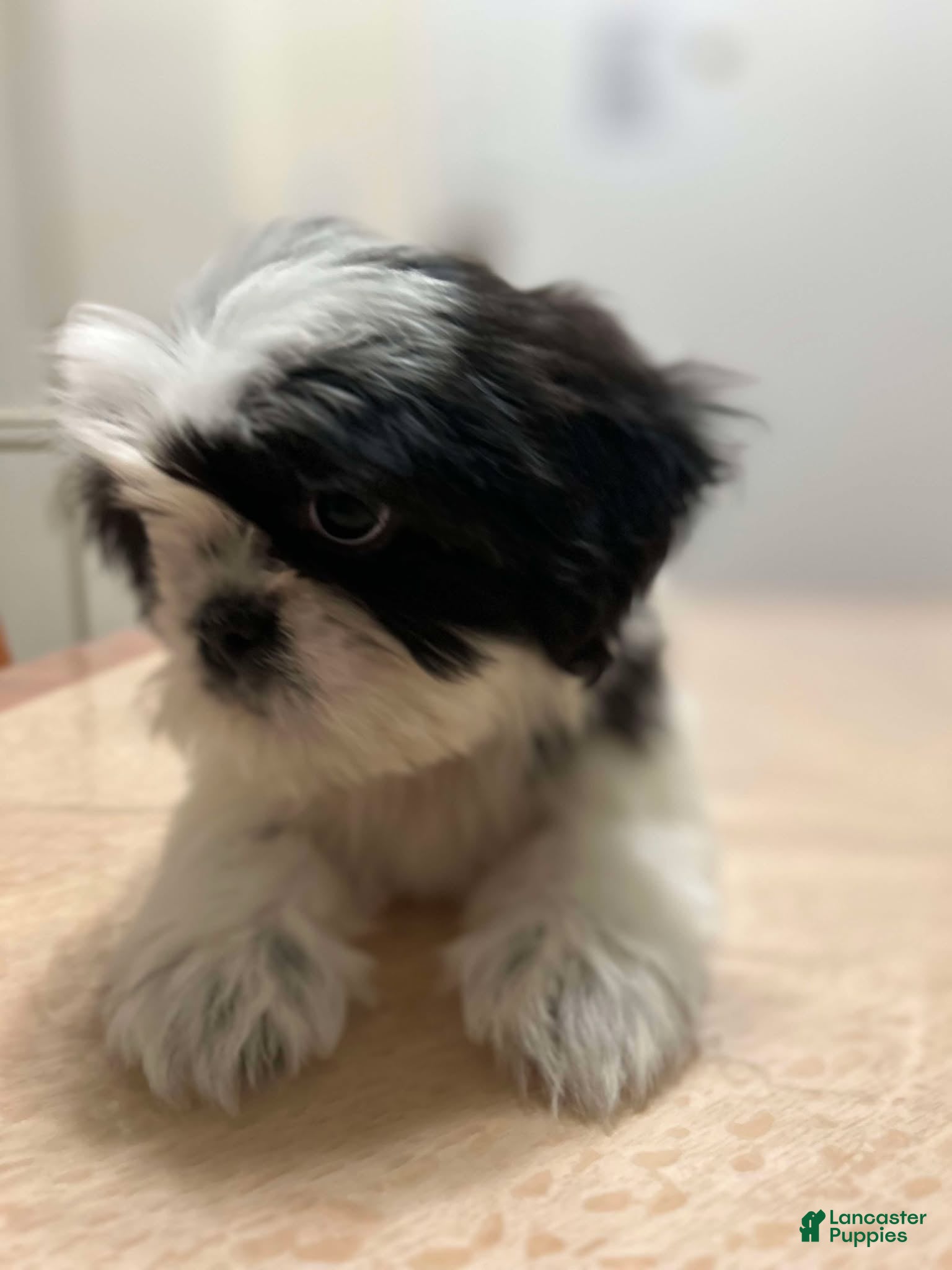Shih Tzu dogs Jill - Ad 42